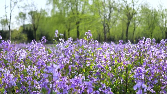 Orychophragmus violaceus in full bloom in the spring park