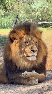 Cinematic Shot of Male Lion Resting &ndash; Calm but Dominant Predator, Wildlife Scene