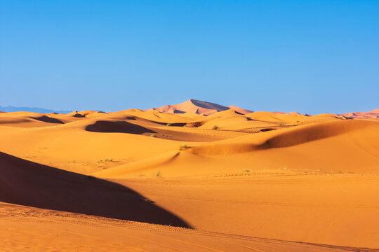 View of the Erg Chebbi sand dunes with golden ripples and deep shadows under a clear blue sky in the Sahara Desert near Merzouga, Draa-Tafilalet, Morocco.