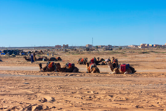 View of camels resting on the sandy ground with traditional saddles and people standing nearby under a clear blue sky in Merzouga, Draa-Tafilalet, Morocco.