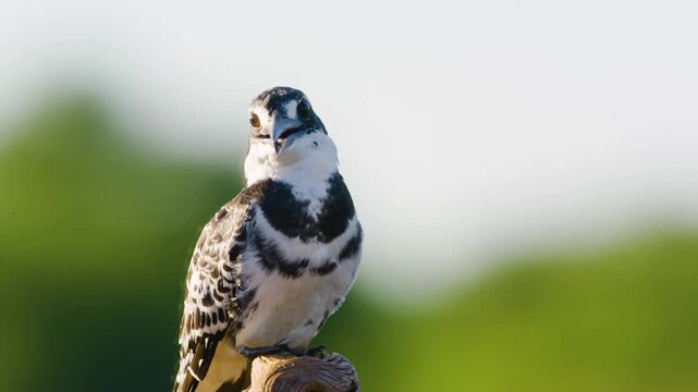 Portrait footage of a pied kingfisher (Ceryle rudis) in south africa.