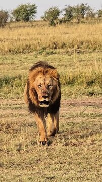 Cinematic Shot of Male Lion Walking Calmly &ndash; Majestic Predator, Safari Wildlife Scene