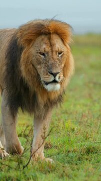 Powerful Male Lion Slow Walk &ndash; King of the Jungle in Natural Habitat, Wildlife 4K