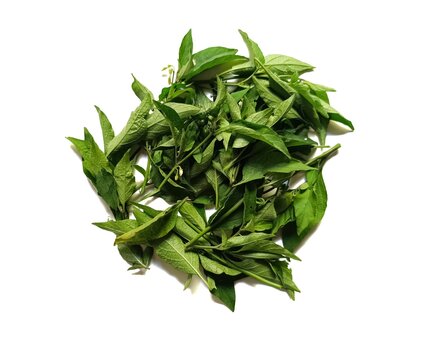 Fresh black nightshade leaves solanum nigrum hierba mora quilete isolated on white background