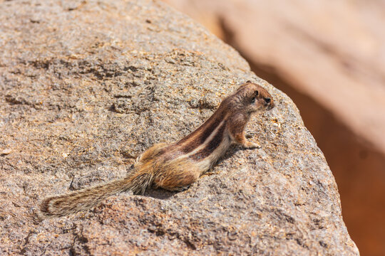 View of a Barbary ground squirrel resting on a textured rock under bright sunlight Lanzarote, Canarias, Spain.