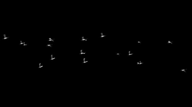 alpha A flock of cranes flew across the sky