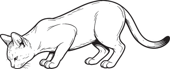 Singapura cat drinking posture side view black and white line art vector illustration isolated feline hydration behavior © chien
