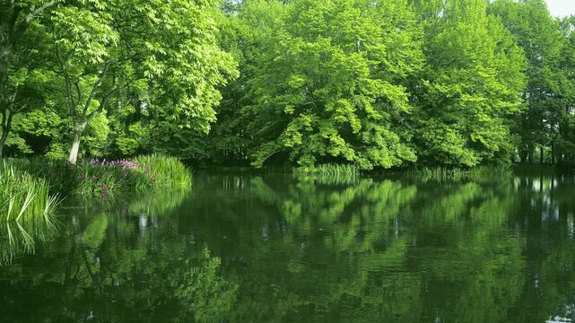 Lush green trees reflecting in calm lake