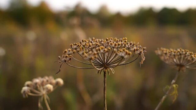 Close-up of dried dill umbels gently swaying in the soft evening breeze with a blurred natural background
