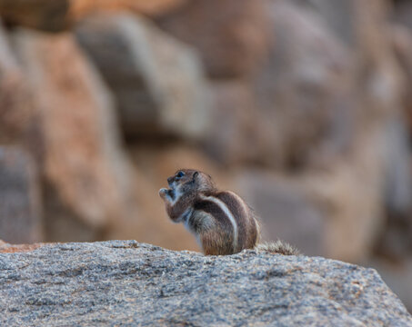View of a Barbary ground squirrel sitting on a grey rock and eating against a blurred background Lanzarote, Canarias, Spain.