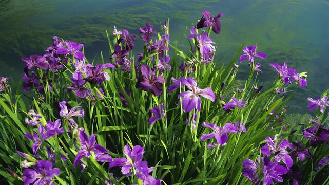 Purple Iris Flowers Blooming in Lush Garden