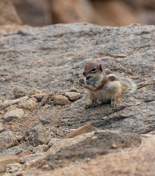 View of a Barbary ground squirrel sitting on volcanic rocks while eating a seed in Lanzarote, Canarias, Spain.