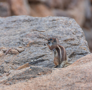 View of a Barbary ground squirrel eating a nut while perched on a volcanic rock in Lanzarote, Canarias, Spain.