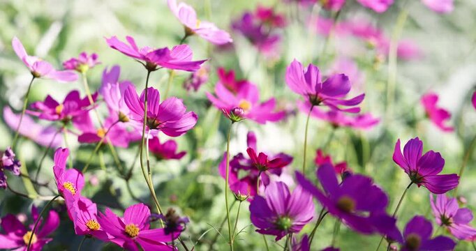 A field of beautifully vibrant garden cosmos flowers (Cosmos bipinnatus), also known as Mexican aster or cosmea gently swaying in the afternoon light. Captured in slow motion from a low perspective.
