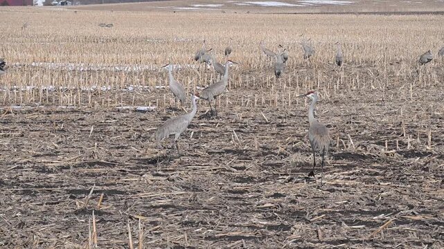 Sandhill Cranes in Muddy Field