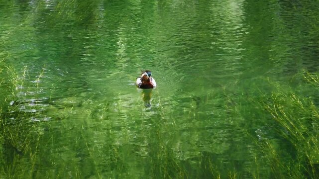 Mandarin duck floating in calm green lake