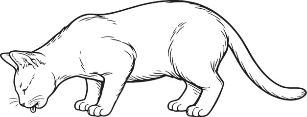 Korat cat drinking posture line art black and white feline behavior illustration isolated © chien