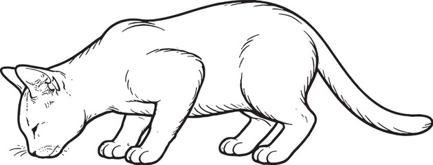 Korat cat eating posture line art black and white feline feeding behavior illustration isolated © chien