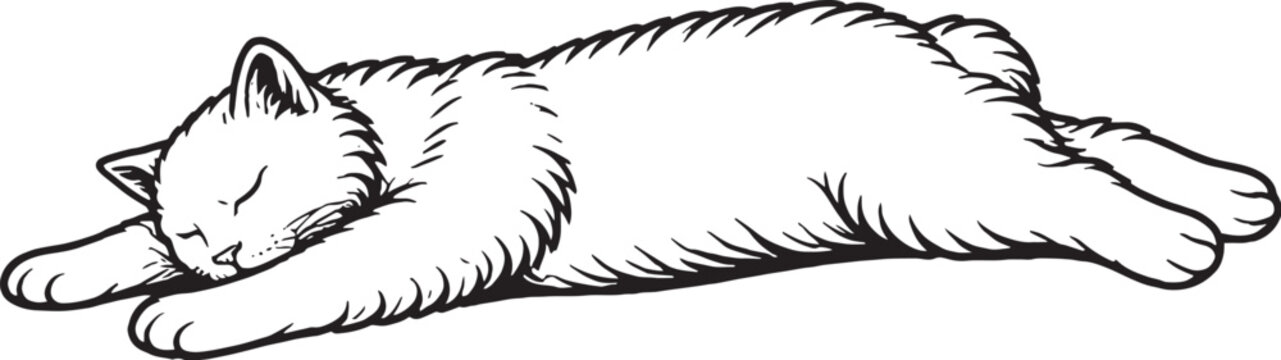 Cymric cat sleeping stretched relaxed pose fluffy tailless cat black and white line art illustration