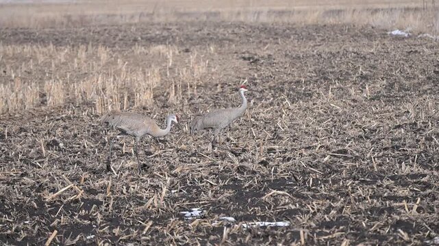Sandhill Cranes in Muddy Field