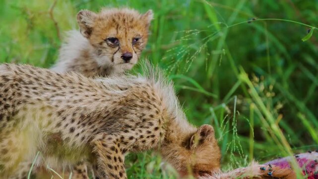Cubs of a Northeast African cheetah (Acinonyx jubatus soemmeringii) eating flesh of a deer. South Africa.