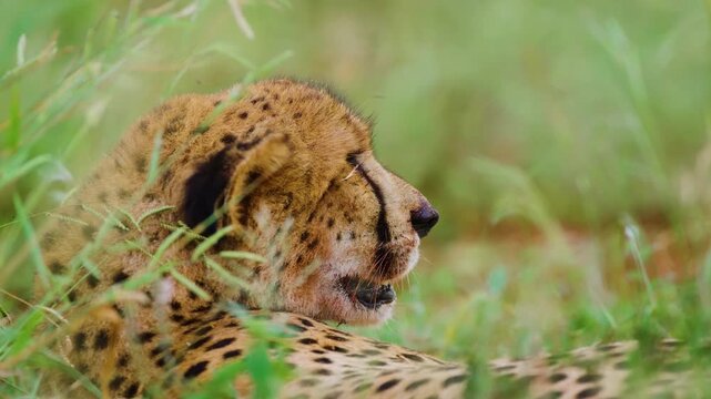 A female Northeast African cheetah (Acinonyx jubatus soemmeringii) resting after hunting a deer.