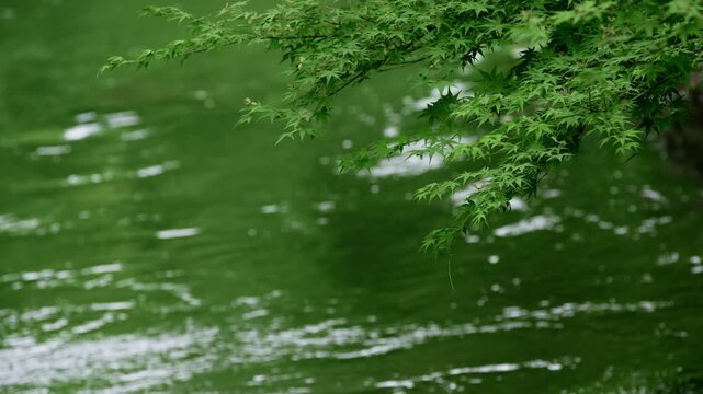Green water with rippling surface and tree branches