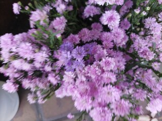 Obraz premium Soft blur of beautiful purple Michaelmas daisy flowers in a garden.