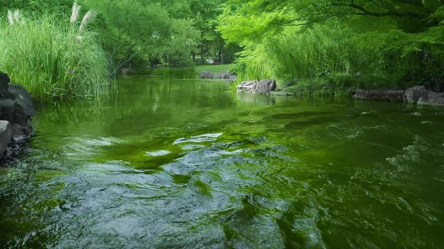 Dynamic green stream with ripples and reeds