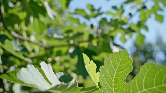 Two ripe purple figs hanging on a branch with green leaves in a sunny orchard.