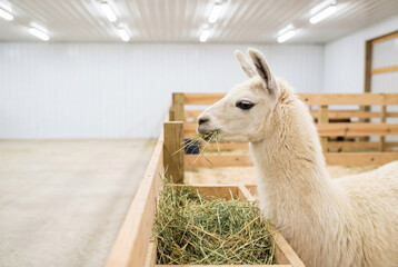 Fototapeta premium A calm white llama eating fresh hay from a wooden feeder in a clean modern farm barn
