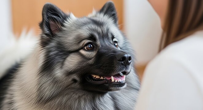 Keeshond dog portrait