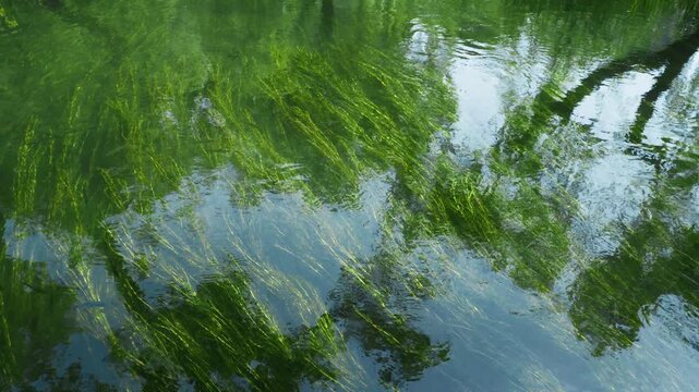 Reflections of Trees in Clear Pond Water