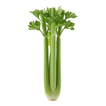 Fresh green celery stalks in clear glass vase isolated on white background