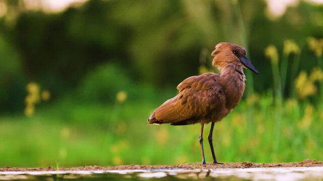 Footage of a hamerkop (Scopus umbretta) Preening his feathers.