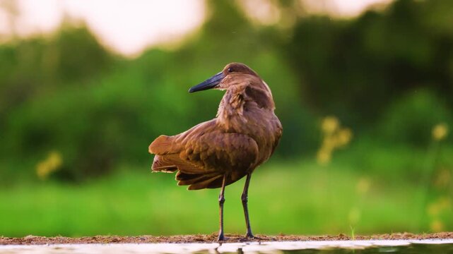 Portrait of a hamerkop (Scopus umbretta) primping his feathers.