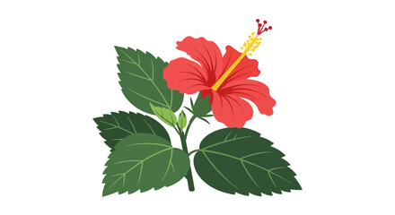 Vibrant Red Hibiscus Flower with Green Leaves Isolated on White Background © Surya