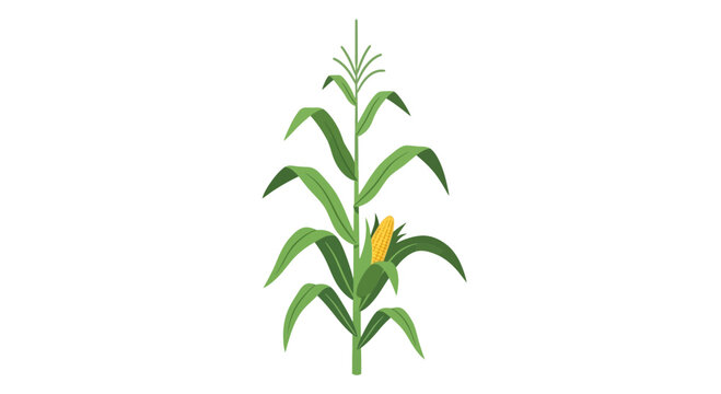 Single Corn Stalk with Ear of Corn Isolated on White Background, Organic Farming