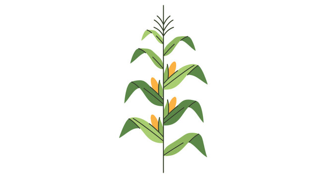 Stylized Corn Stalk with Cobs and Leaves, Minimalist Illustration