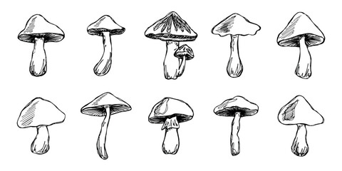 Hand drawn mushroom doodle set Botanical illustration Cute autumn mushroom Healthy eco food Organic vegetarian food For stickers, greeting card, design, print, packaging, decor, kids books © Daria Shane