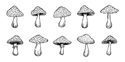 Hand drawn mushroom doodle set Botanical illustration Cute autumn mushroom Healthy eco food Organic vegetarian food For stickers, greeting card, design, print, packaging, decor, kids books © Daria Shane
