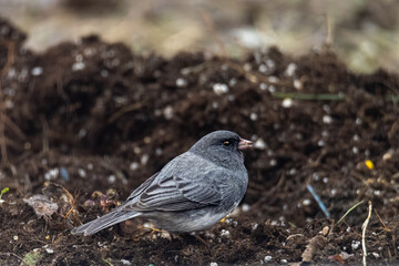 Obraz premium Dark-eyed Junco bird foraging on ground with seed in beak. Close-up of slate-colored Junco hyemalis in nature. Sharp focus on eye and feathers, outdoor wildlife photography
