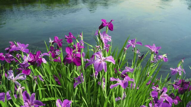 Blooming purple irises with serene water backdrop