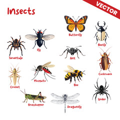 Fototapeta premium Detailed Mixed Insect Species Vector Set Featuring Butterfly Fly Beetle Mosquito Bee Cricket Grasshopper and Spider Icons for Biological Infographics and Environmental Awareness Materials