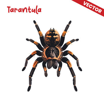 Front View Tarantula Vector Illustration Detailed Araneae Anatomy with Symmetric Hairy Legs Isolated on White Background for Professional Wildlife and Environment Design Projects High Quality