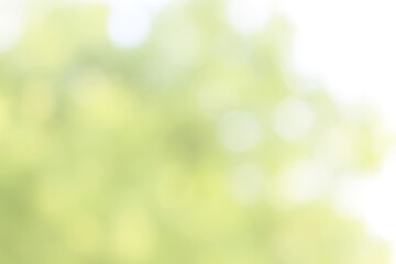 Obraz premium Green nature bokeh, Subtle background in abstract style for graphic design