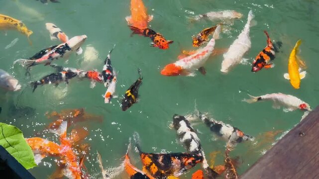 Active feeding process of hungry colorful koi fish swimming in clear water pond at Khao Sok eco resort, Thailand. Group of fancy nishikigoi carp splashing in pool, popular tourist attraction.