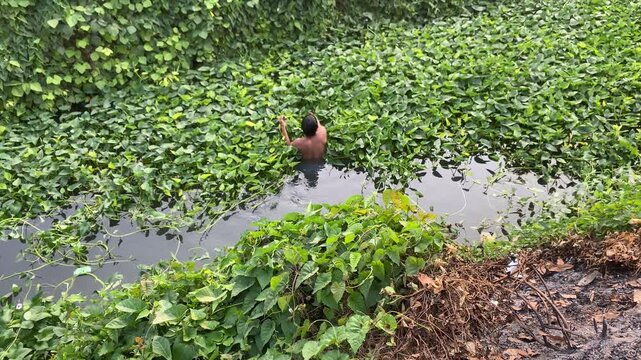young man is harvesting water spinach, also known as swamp cabbage (Ipomoea aquatica), from an irrigation canal in a rural settlement.
