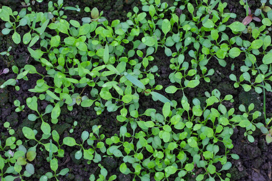 Young green seedlings grow densely from moist black soil covered with tiny morning dew drops. This spring shot demonstrates the beginning of new life and successful seed germination in a favorable nat