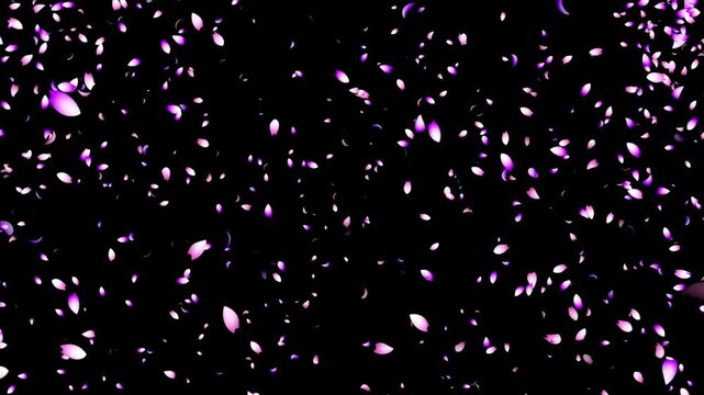 Delicate pink cherry blossom petals drift through the air in soft spring light. Elegant floral motion creates a serene seasonal nature background with romantic atmosphere.